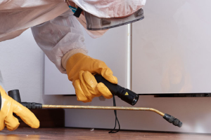 Messie Schädlingsbekämpfung Borken